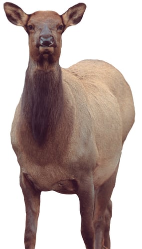 MONTANA DECOY EICHLER ELK | 851234000416